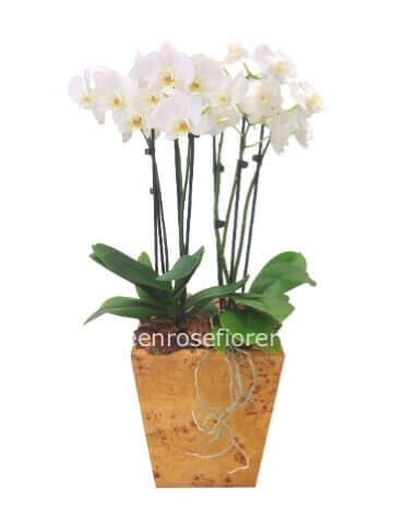 Pianta di phaleonopsis con uno stelo