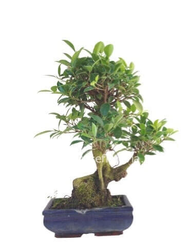 bonsai